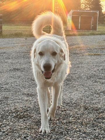 Fenrir, Great Pyrenees × Akbash, at Löshá Farms