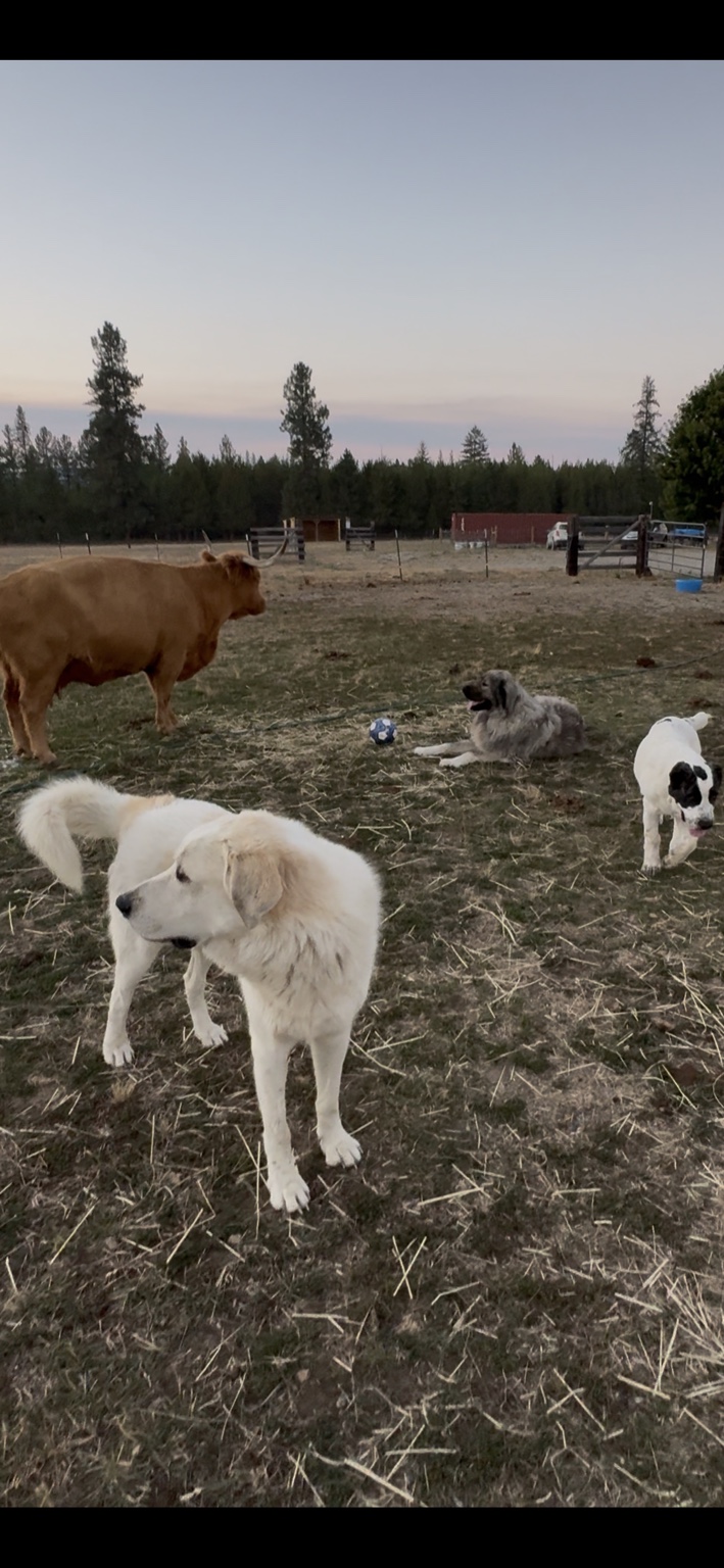 Animals at Löshá Farms