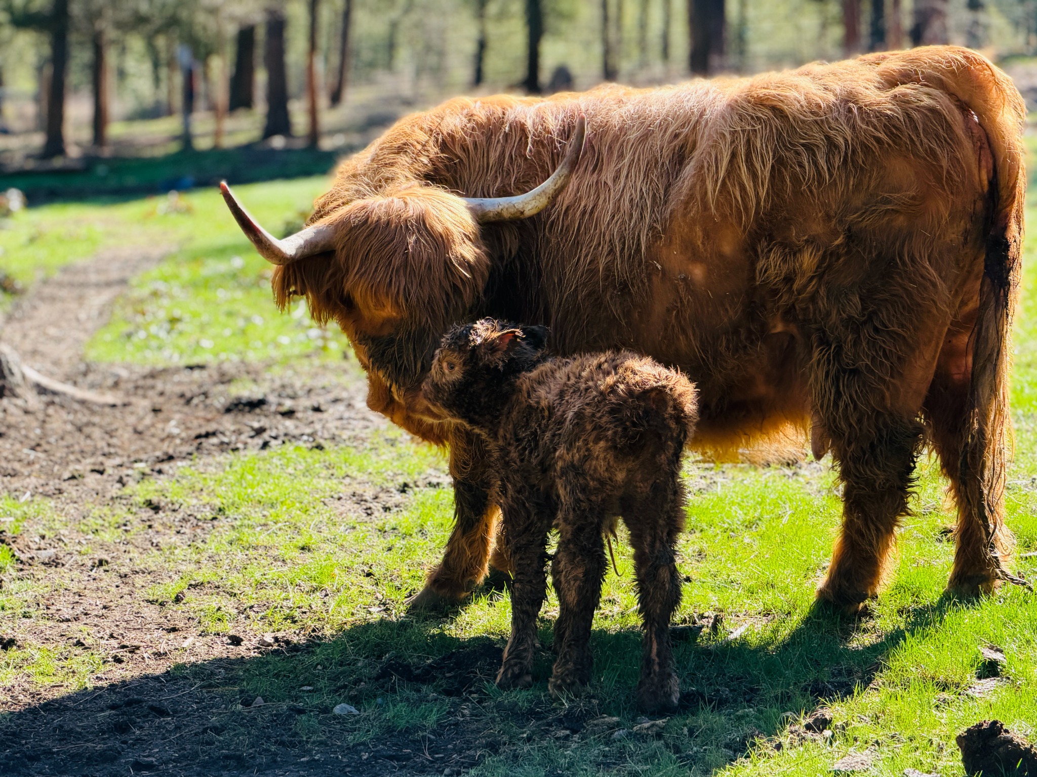 Animals at Löshá Farms
