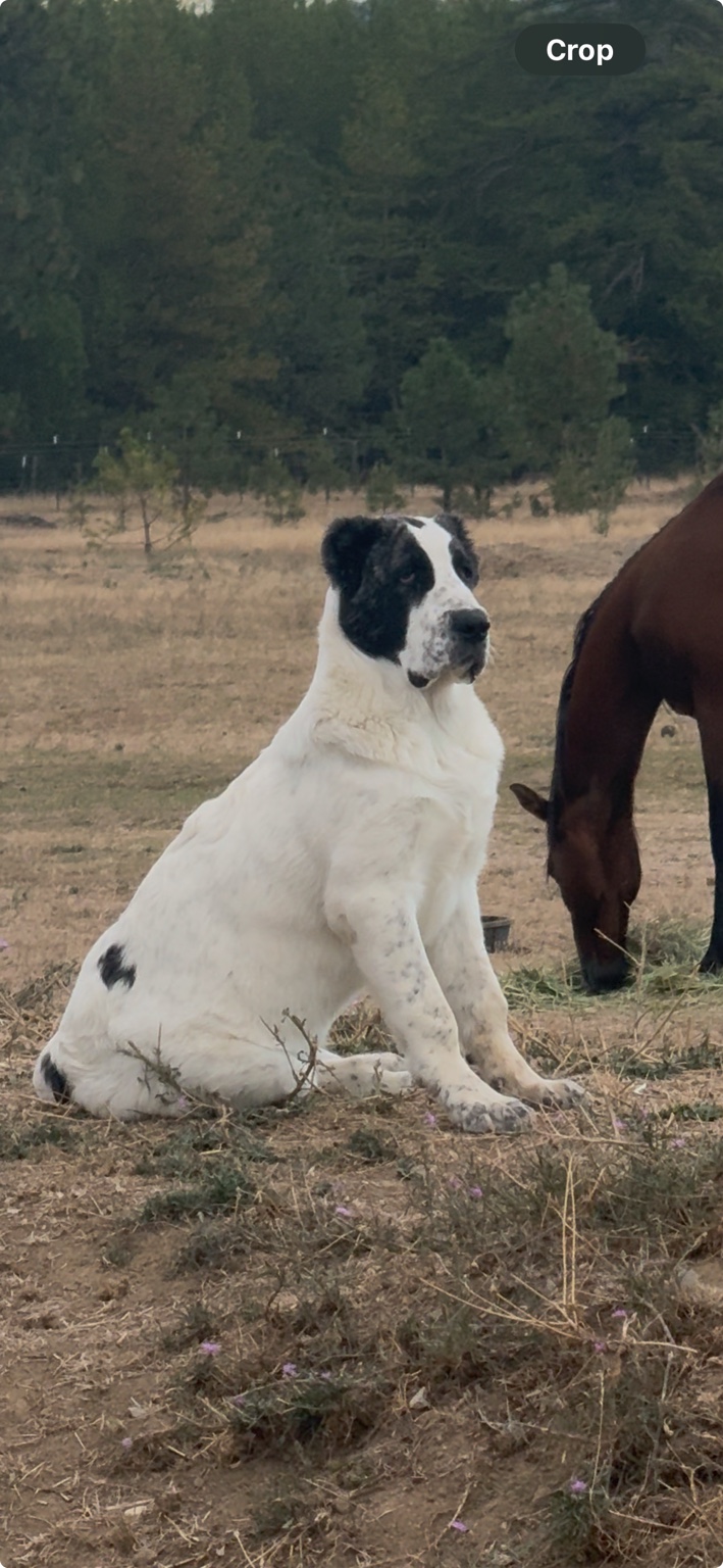 Ragnar, Central Asian Shepherd, at Löshá Farms