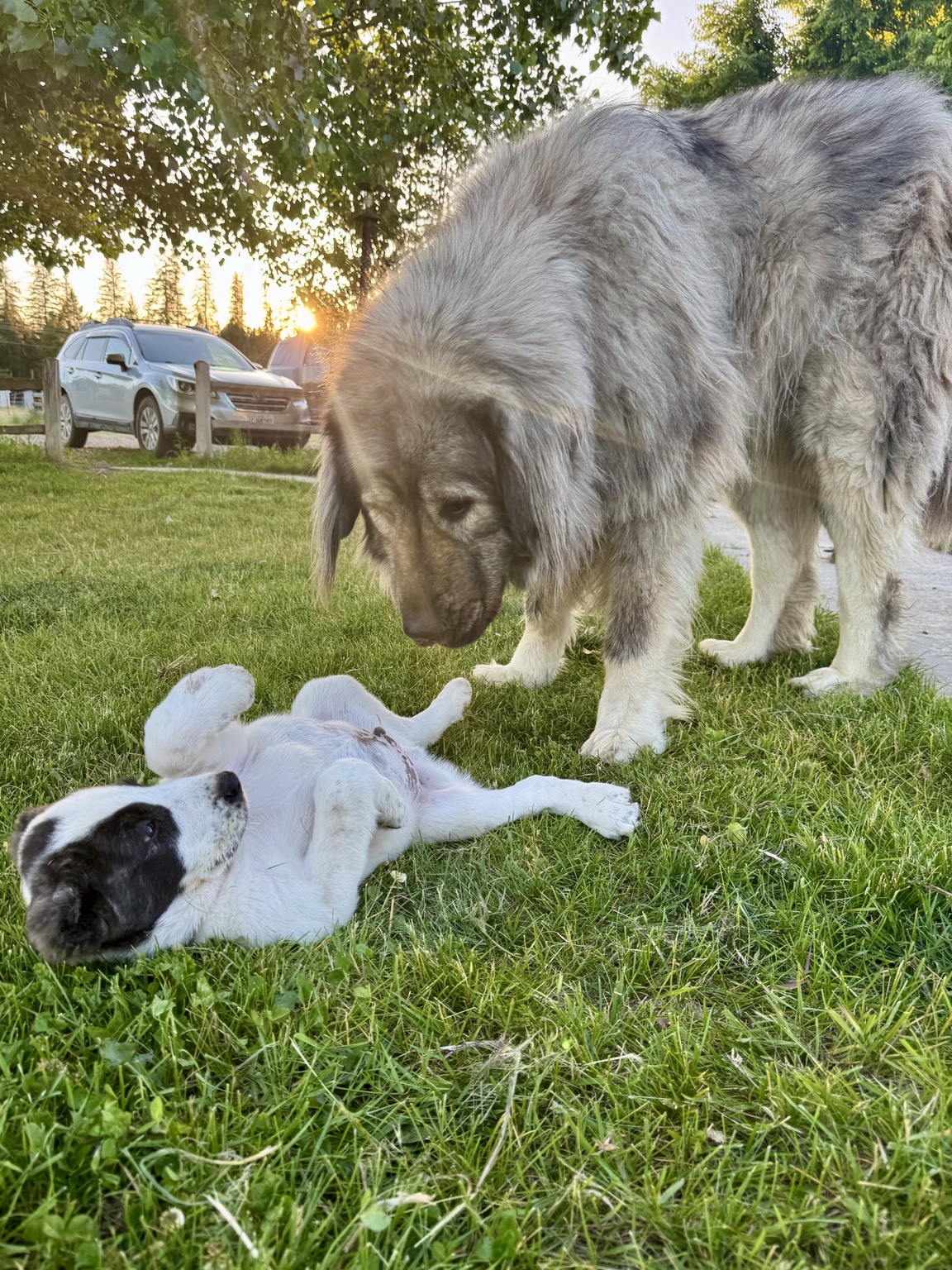 Siggy checking on young Ragnar at Löshá Farms
