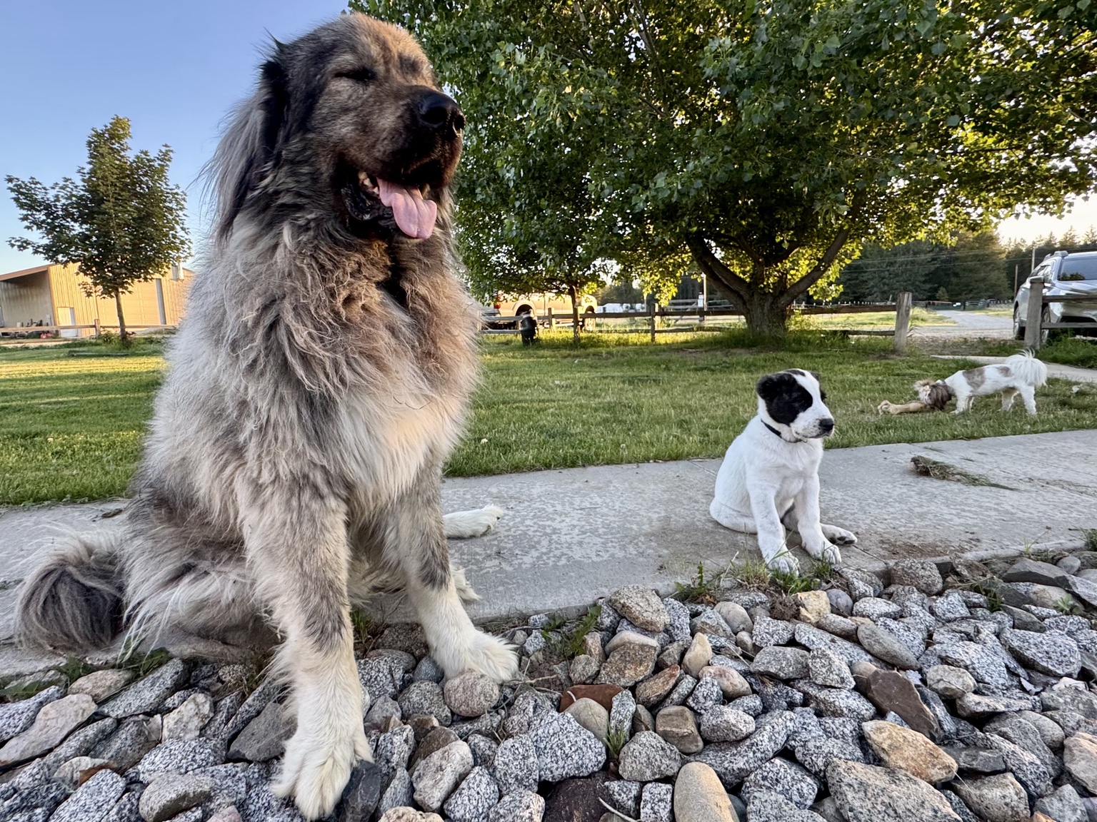 Sigrun · Siggy, Caucasian Shepherd, at Löshá Farms