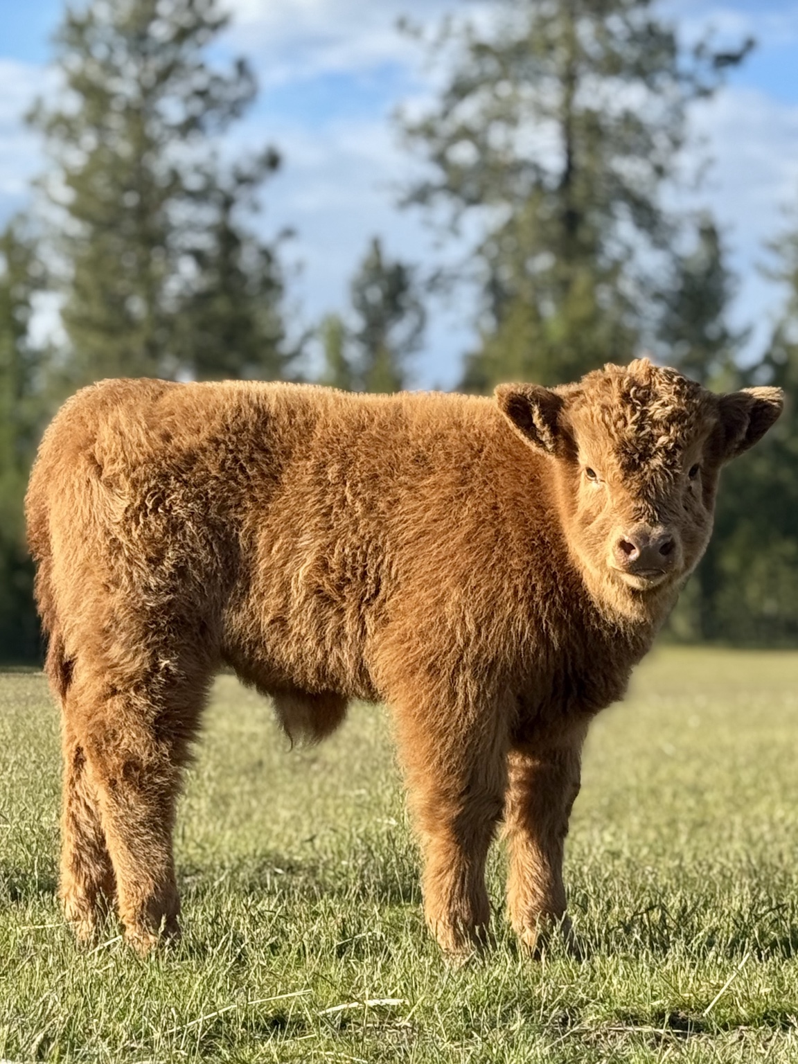 Life at Löshá Farms