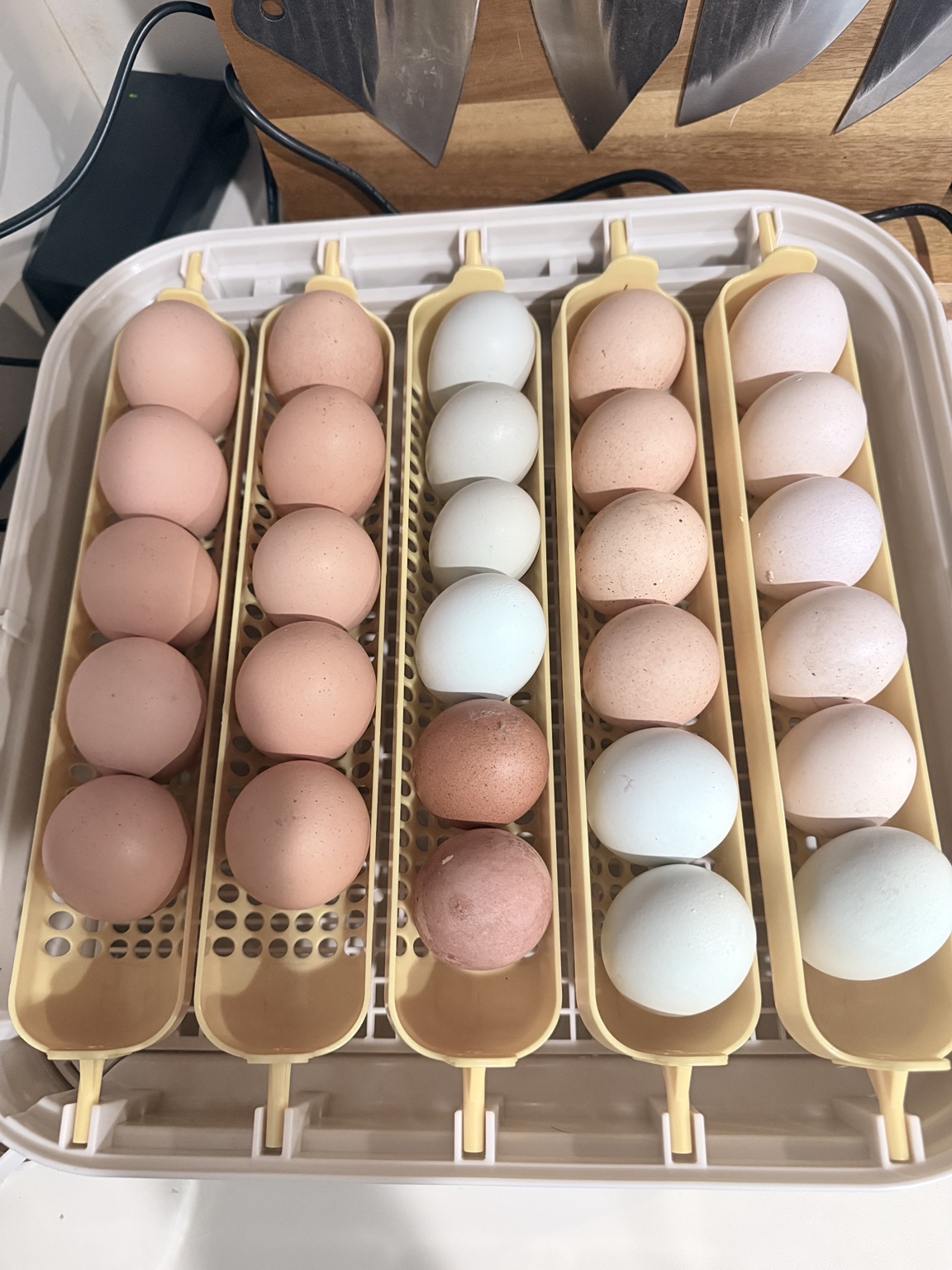 The original colorful eggs in our incubator